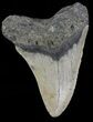 Bargain, Megalodon Tooth - North Carolina #66440-2